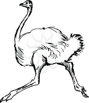 hand drawn, sketch illustration of ostrich