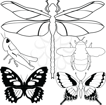 set of vector, outline illustrations of different insects