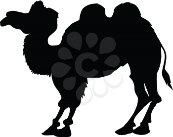 silhouette of bactrian camel