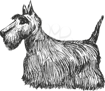 vector, sketch, hand drawn illustration of scottish terrier