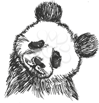 vector, sketch, hand drawn illustration of panda