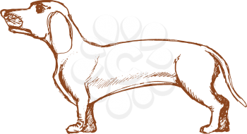vector, sketch, hand drawn illustration of dachshund