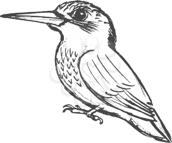 vector, sketch, hand drawn illustration of kingfisher