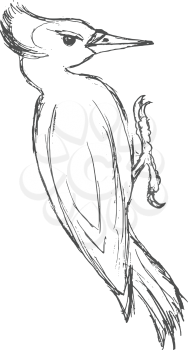 vector, sketch, hand drawn illustration of black woodpecker