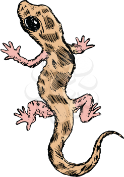 sketch of gecko, illustration of wildlife, zoo, animals
