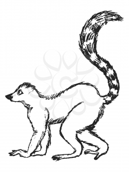 Vector, hand drawn, sketch illustration of lemur. Motives of nature, wildlife, jungle, exotic animals