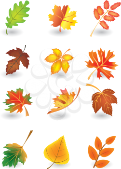 Royalty Free Clipart Image of a Set of Autumn Leafs