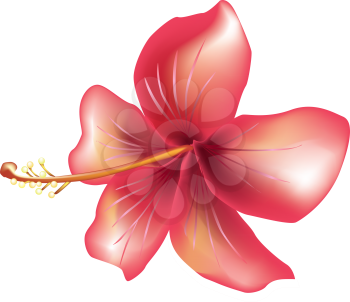 Royalty Free Clipart Image of a Hibiscus Flower