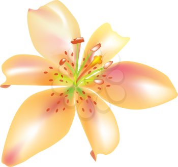 Royalty Free Clipart Image of a Lily 