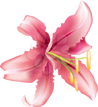Royalty Free Clipart Image of a Lily