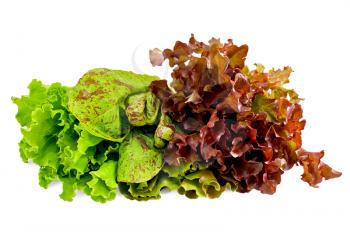 Royalty Free Photo of Lettuce