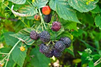 Bunch of blackberries on a background of green leaves