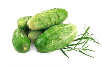 Five green cucumber with a sprig of tarragon is isolated on a white background