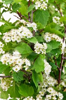 White flowers of hawthorn on a background green leaves