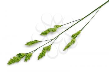 Flowering panicle green weed isolated on white background