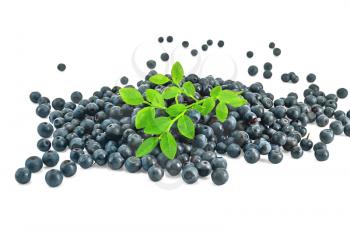 Pile of blueberries with a sprig isolated on a white background