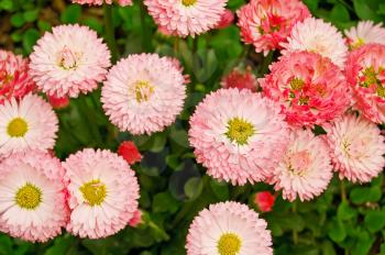 Flowering pink daisies on a background of green foliage