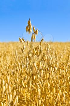 Golden stalk of oats on the background field and blue sky