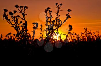 Orange sky and yellow sun against the background of a flowering bush thistle
