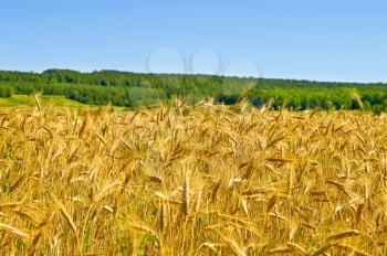 Golden ears of wheat on a background of green forest and blue sky