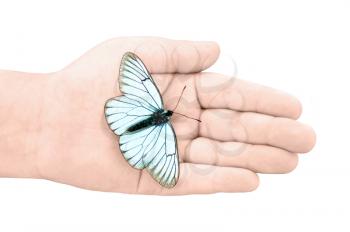 White butterfly with black stripes and volant in a baby hand on a white background