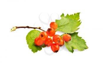 Branch with ripe hawthorn berries orange and green leaves isolated on white background