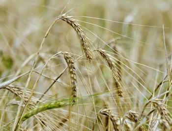 Ripe ears of corn on a background of field