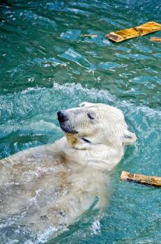 A polar bear enjoys a swim in the clear blue water
