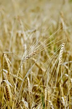 Ripe rye ears against the yellow field