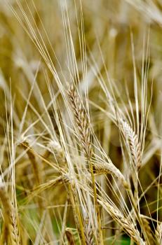 Ripe rye ears on a background field of rye