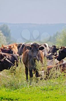 Royalty Free Photo of a Herd of Cattle