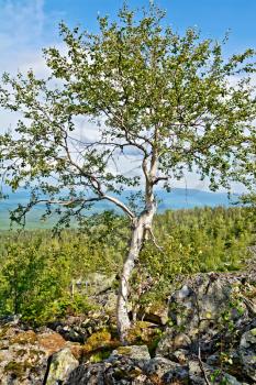 Birch grew up among the rocks on the background forest, mountain and blue sky