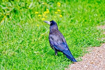 Black jackdaw on a background of yellow river sand and green grass