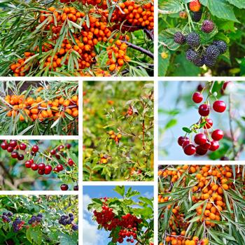 The berries of sea buckthorn, blackberry, wild rose, cherry, cranberry and leaves on a background of blue sky