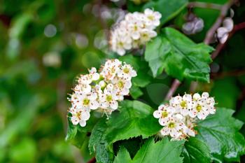 White flowers with brown stamens and green leaves of hawthorn on a branch on a background of foliage