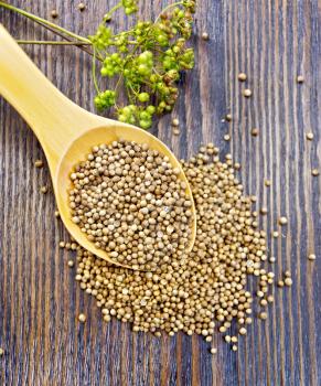 Coriander seeds in a spoon, umbrella immature green coriander seeds on the background of the wooden planks on top