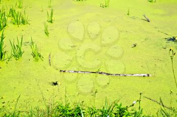 The water of a small pond, overgrown with green duckweed, reeds and grass