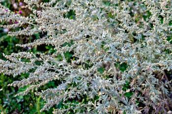 Gray wormwood bush on a background of green grass and earth