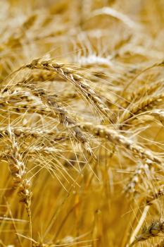 Ripe grain ears of wheat and rye on the background of a field