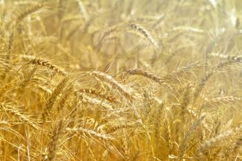 Ripe yellow bread ears of wheat and rye on the background of a field