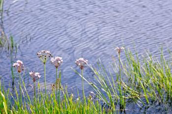 White and pink Butomus umbellatus flowers against the background of the lake water