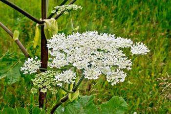 Blooming of white flowers the umbrella Heracleum Sosnowski on the background of green grass