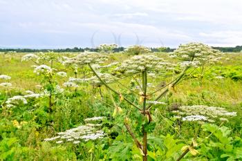 Field with blooming white flowers of Hogweed Sosnowski