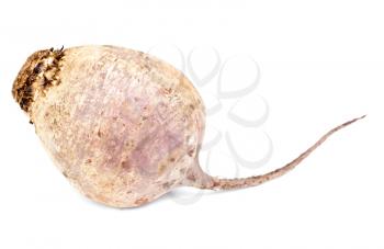 Royalty Free Photo of a Root Vegetable