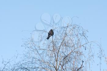 Royalty Free Photo of a Bird in a Tree Against a Blue Sky