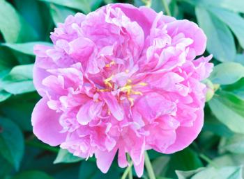 Royalty Free Photo of a Pink Peony