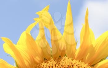 Royalty Free Photo of Sunflower Petals Against a Blue Sky