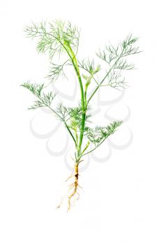 Green dill with  root isolated on white background. Studio macro 