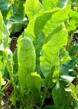 green leaves of horseradish plant 





