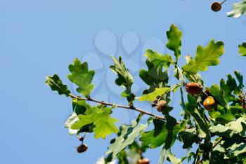 Oak branch with acorns on a background of blue sky
